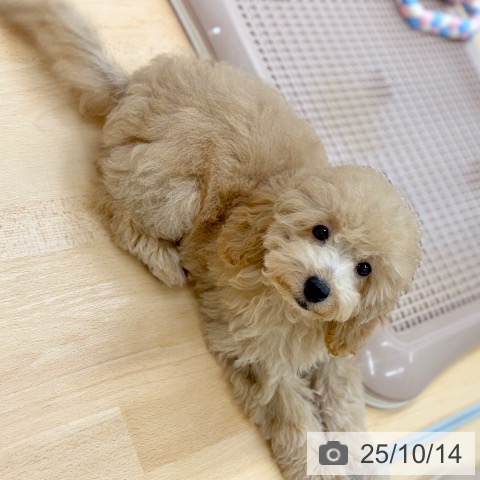 トイ・プードルの写真