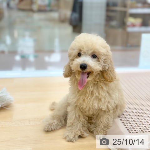 トイ・プードルの写真