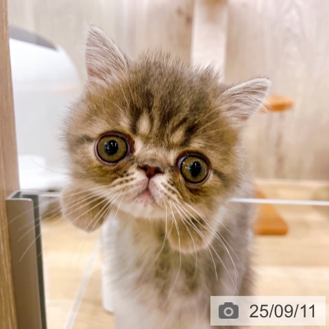 エキゾチック・ショートヘアの写真