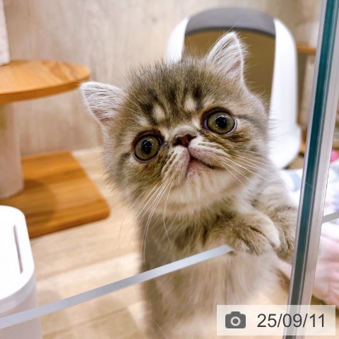 エキゾチック・ショートヘアの写真