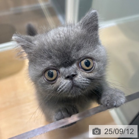 エキゾチック・ショートヘアの写真