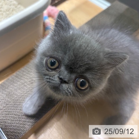 エキゾチック・ショートヘアの写真