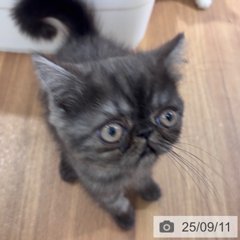 エキゾチックの写真