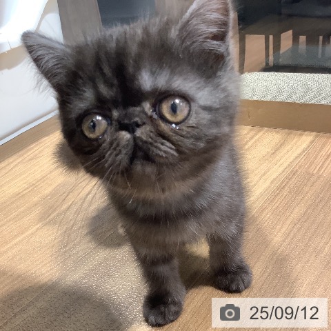 エキゾチックの写真