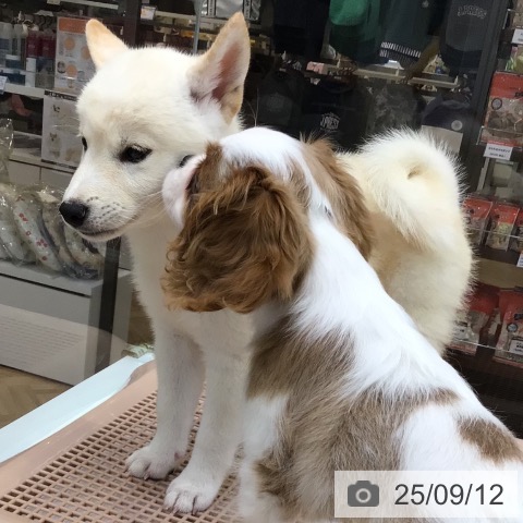 柴の写真