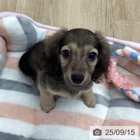 カニーンヘン・ダックスフンドの写真