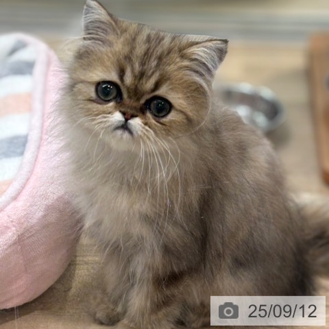 ペルシャの写真