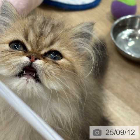 ペルシャの写真
