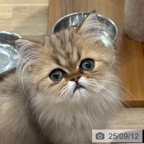 ペルシャの写真