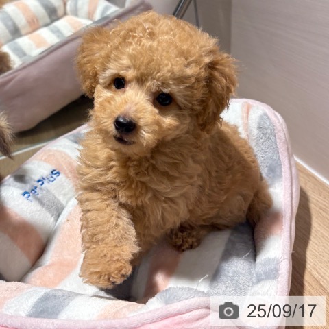 トイ・プードルの写真