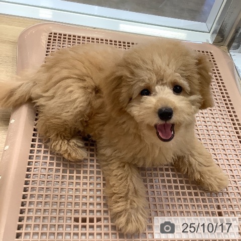 トイ・プードルの写真