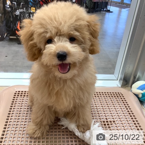 トイ・プードルの写真