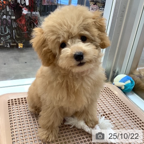 トイ・プードルの写真