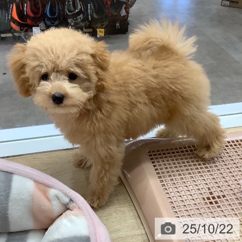 トイ・プードルの写真