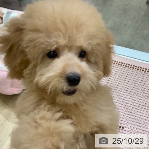 トイ・プードルの写真