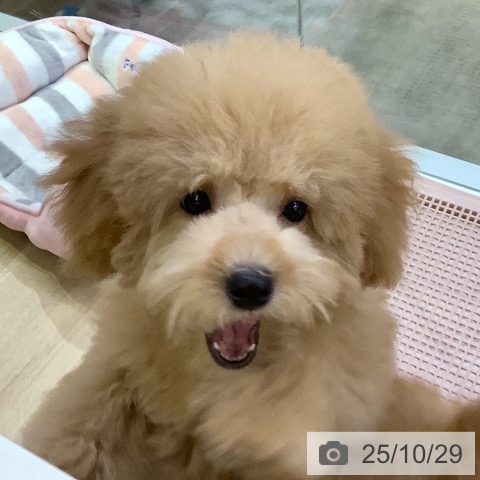 トイ・プードルの写真