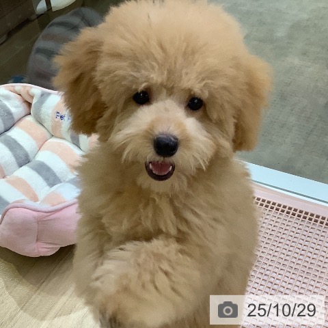 トイ・プードルの写真