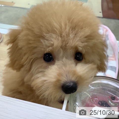 トイ・プードルの写真