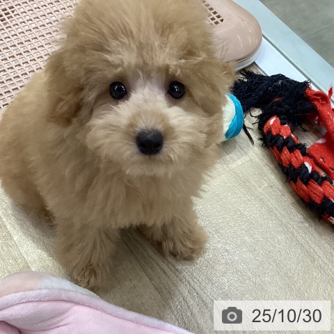 トイ・プードルの写真