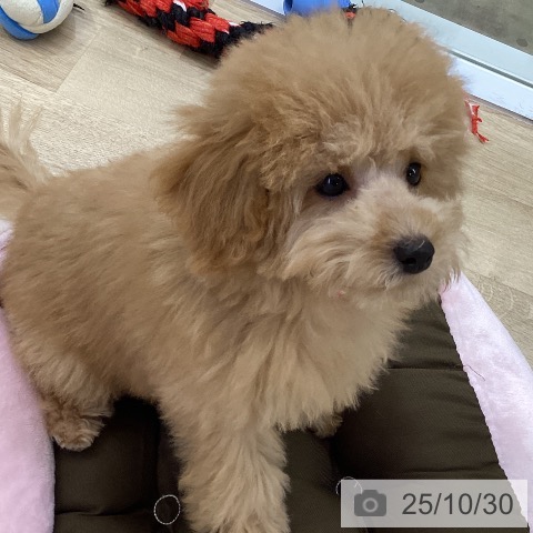 トイ・プードルの写真