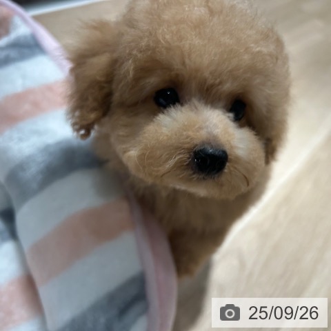 トイ・プードルの写真