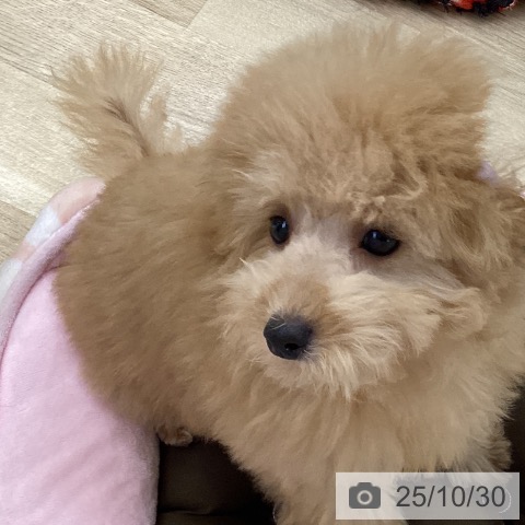 トイ・プードルの写真