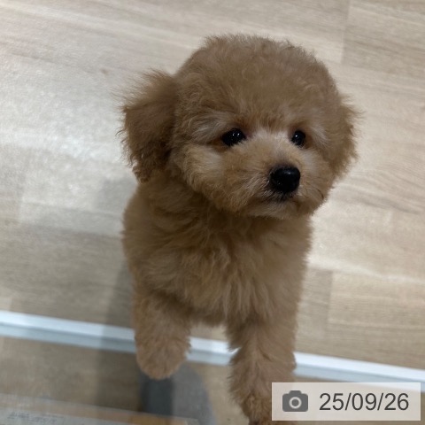 トイ・プードルの写真