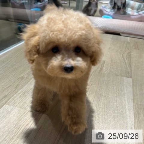 トイ・プードルの写真