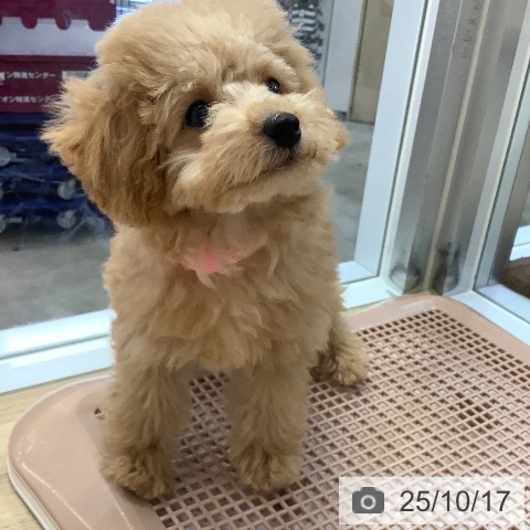 トイ・プードルの写真