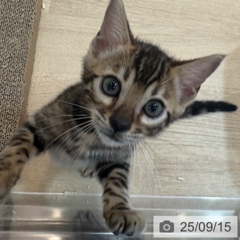 ベンガルの写真