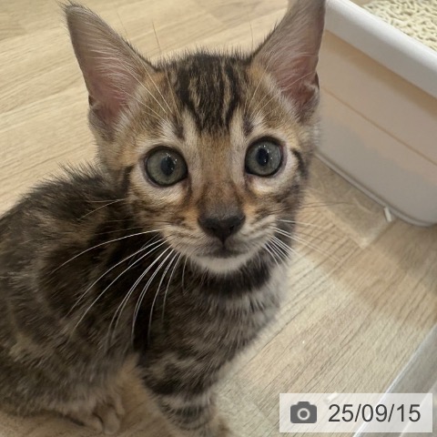 ベンガルの写真