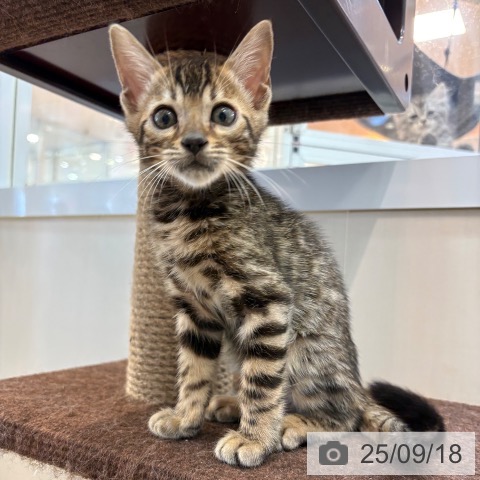 ベンガルの写真