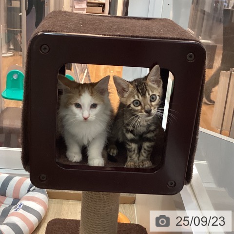 ベンガルの写真