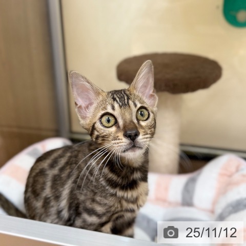 ベンガルの写真