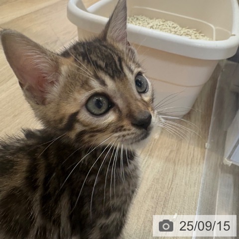 ベンガルの写真