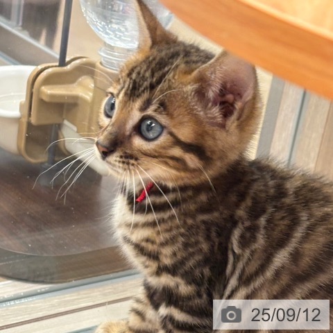 ベンガルの写真