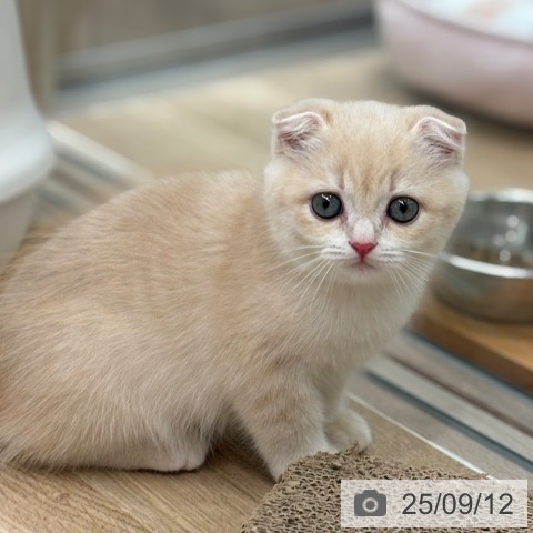 スコティッシュフォールドの写真