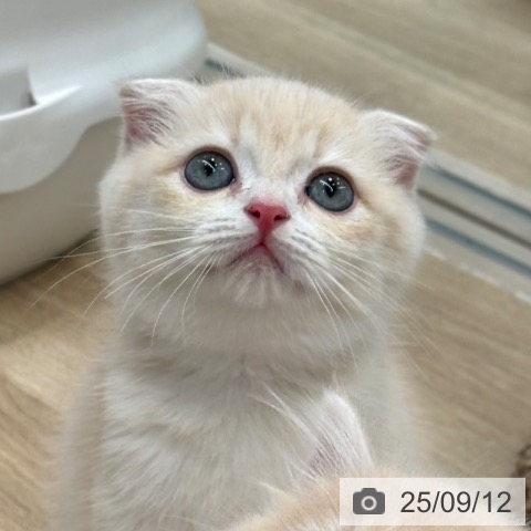 スコティッシュフォールドの写真