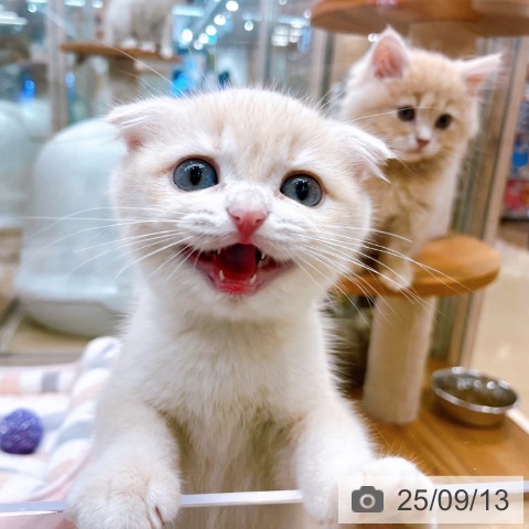 スコティッシュフォールドの写真