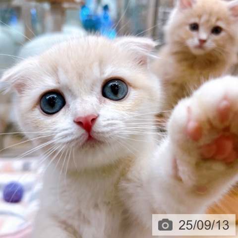 スコティッシュフォールドの写真