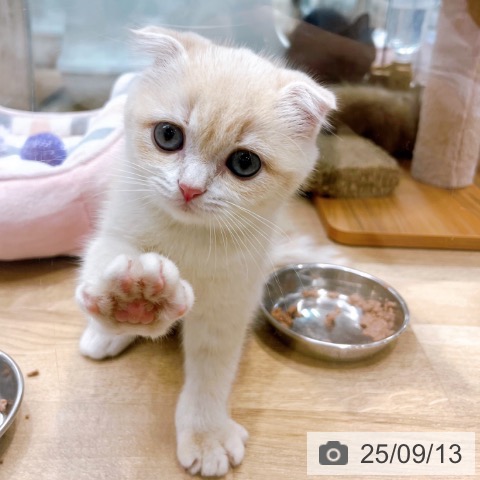 スコティッシュフォールドの写真