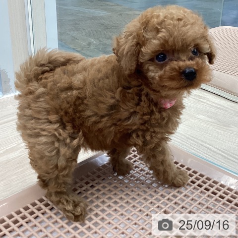 トイ・プードルの写真