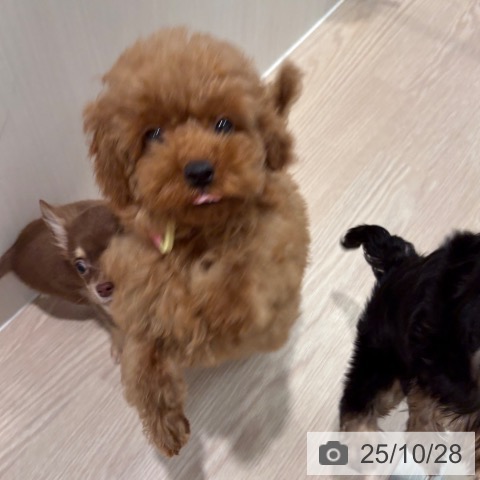 トイ・プードルの写真