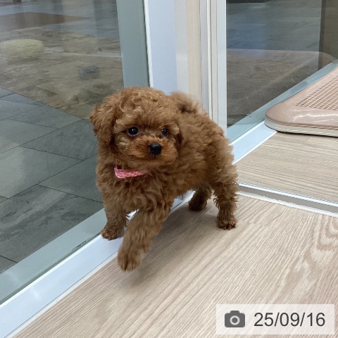 トイ・プードルの写真