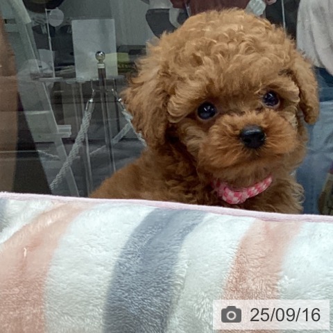 トイ・プードルの写真