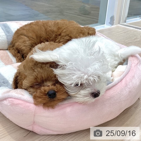 トイ・プードルの写真