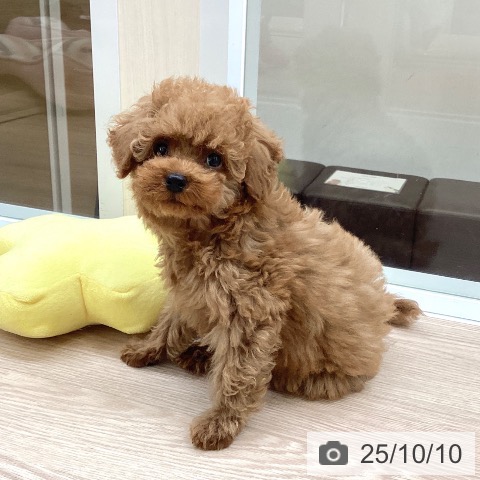 トイ・プードルの写真