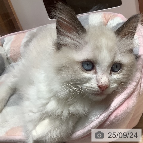ラグドールの写真