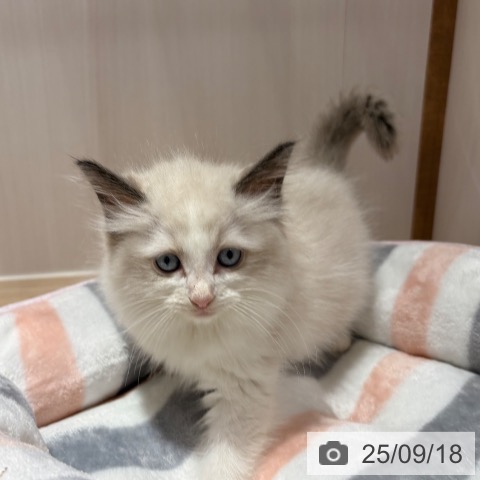 ラグドールの写真