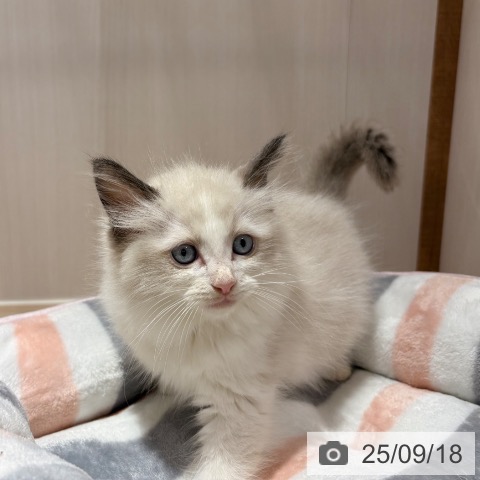 ラグドールの写真